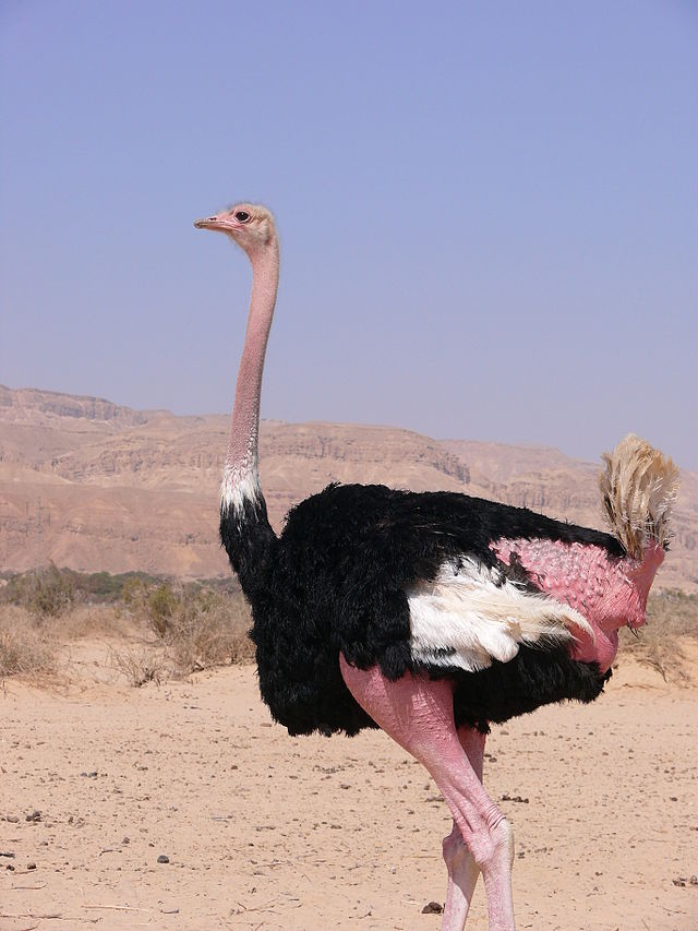 Страус — найбільший серед сучасних птахів